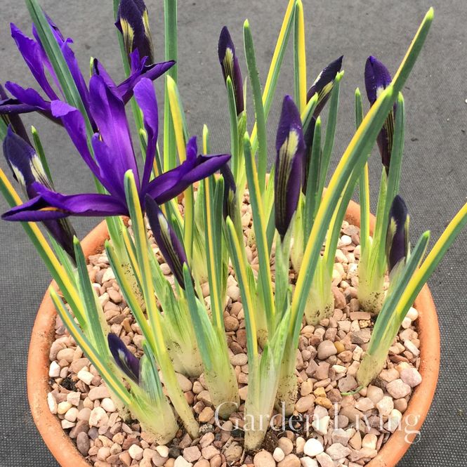 Hovedbilde Våriris 'Interstellar' Iris reticulata - 5 stk