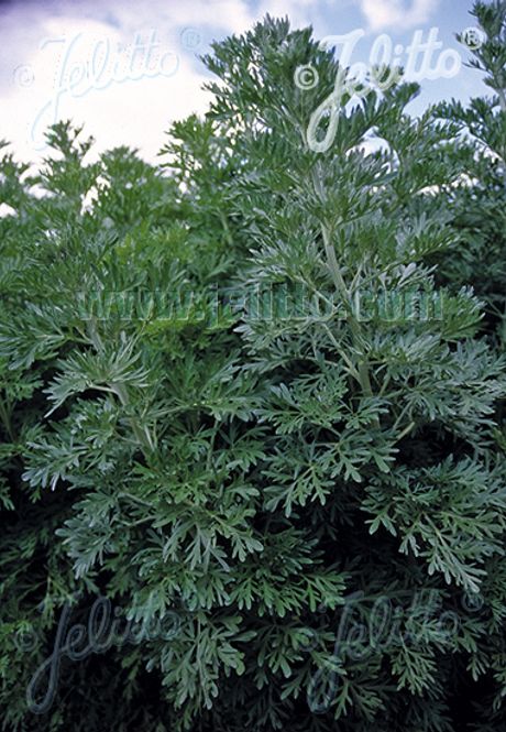 Hovedbilde Malurt 'Silverado' - Artemisia absinthium