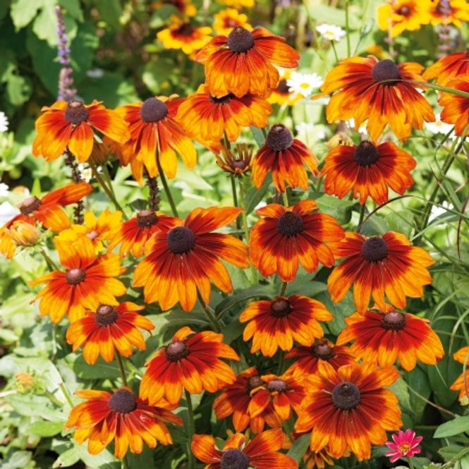 Hovedbilde Lodnesolhatt 'Cappuccino’ - Rudbeckia hirta