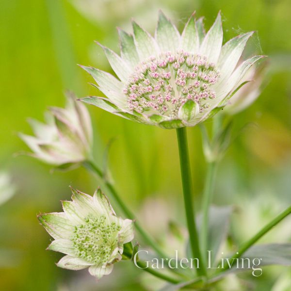 Hovedbilde Storstjerneskjerm 'Buckland' - Astrantia major