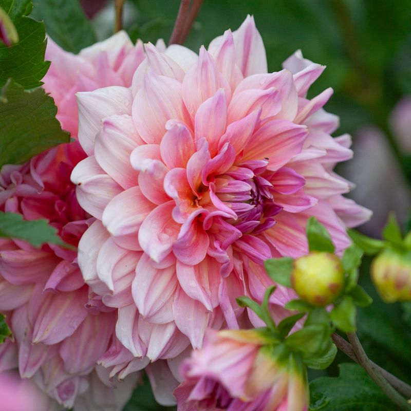Georgine 'Otto's Thrill' - Dahlia x cultorum, 1 stk.