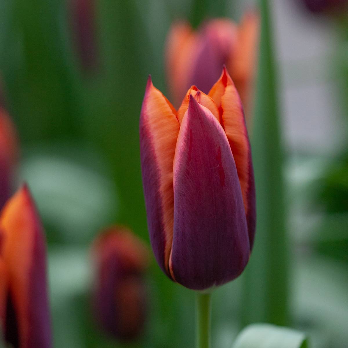 Tulipan 'Slawa' - 10 stk