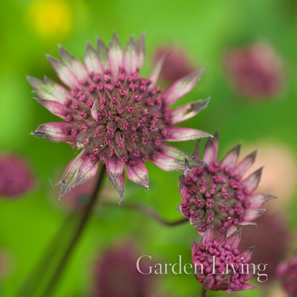Hovedbilde Storstjerneskjerm 'Burgundy Manor' - Astrantia major