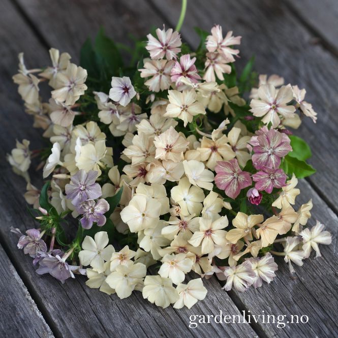 Hovedbilde Sommerfloks 'Creme Brulee' - Phlox drummondii