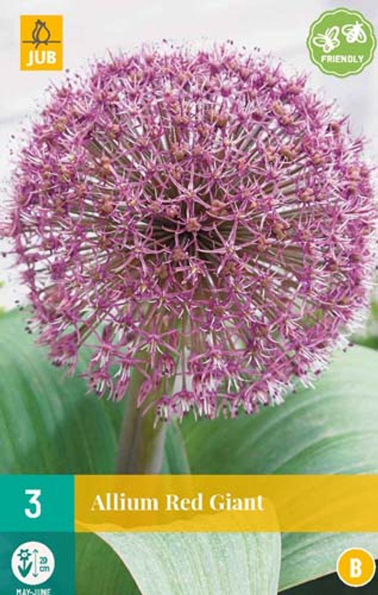 Gråløk 'Red Giant' - Allium karataviense - 3 stk