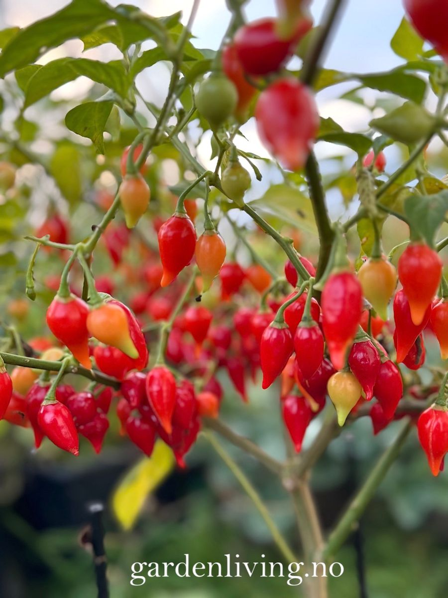 Chilipepper 'Biquinho Red' - Capsicum annuum