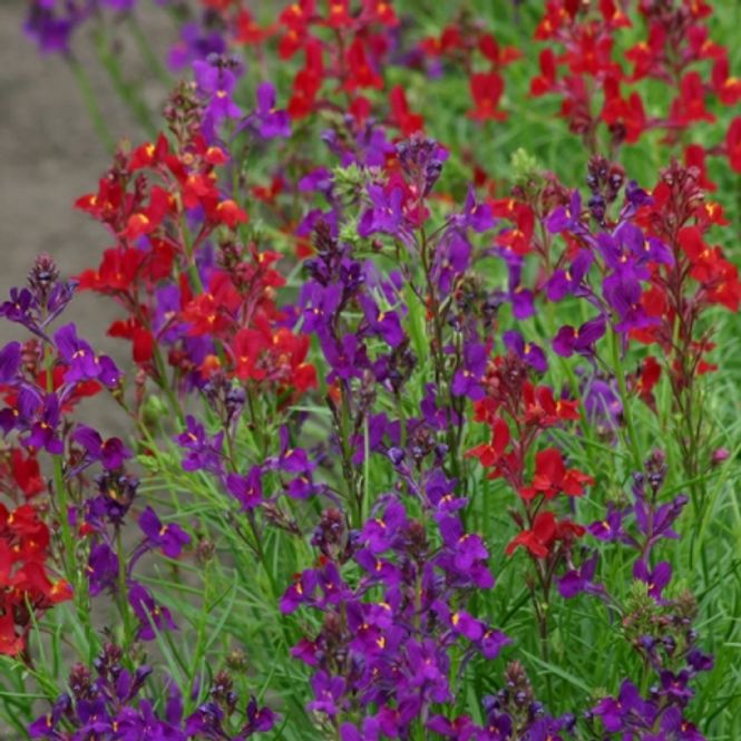 Hovedbilde Sommertorskemunn 'Rythm & Blues' - Linaria maroccana 