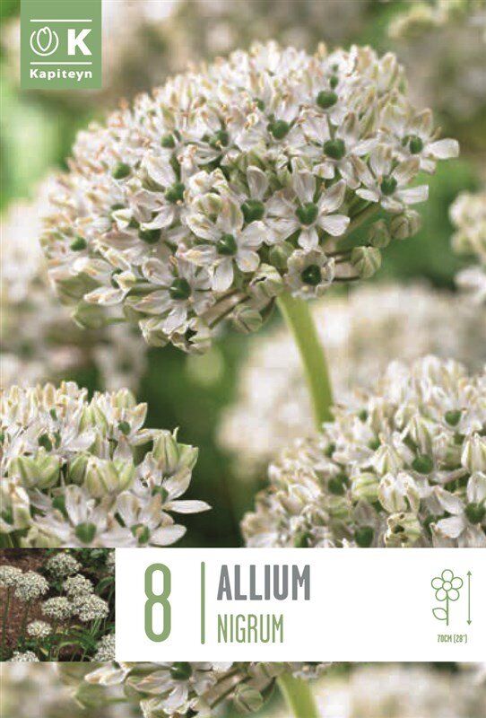 Svartløk - Allium nigrum - 8 stk