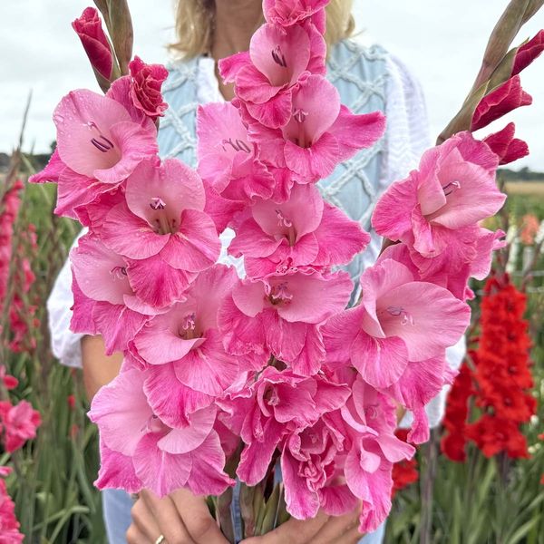 Hovedbilde Gladiol 'Rosette' - Gladiolus, 10 stk.