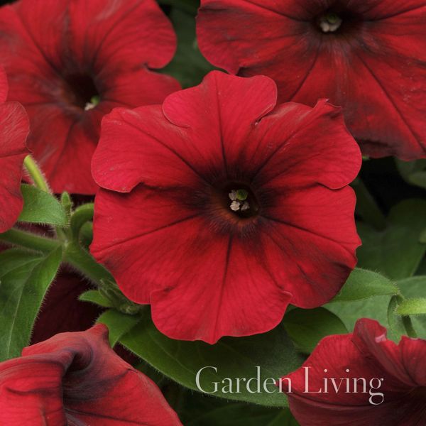 Hovedbilde Petunia 'Easy Wave Red Velour - Petunia x hybrida, heng