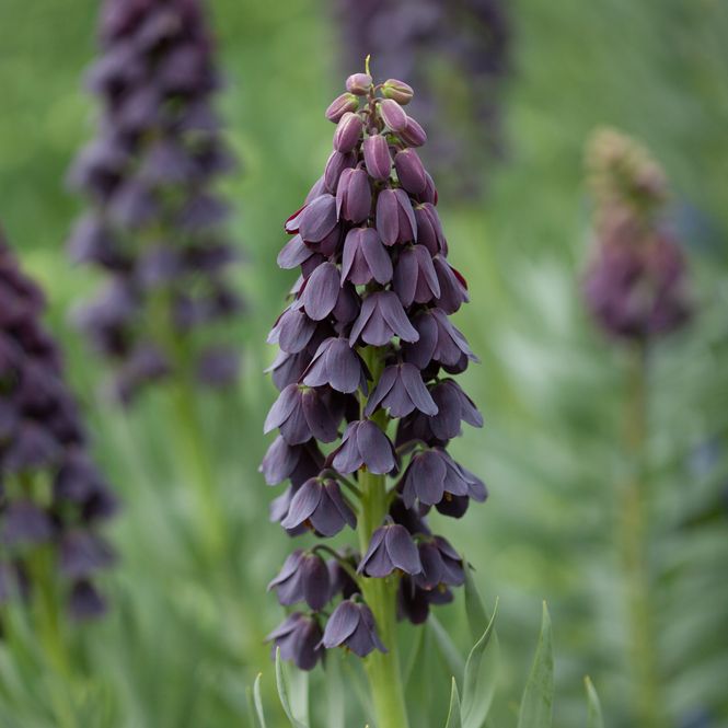 Hovedbilde Persiakrone - Fritillaria persica - 1 stk