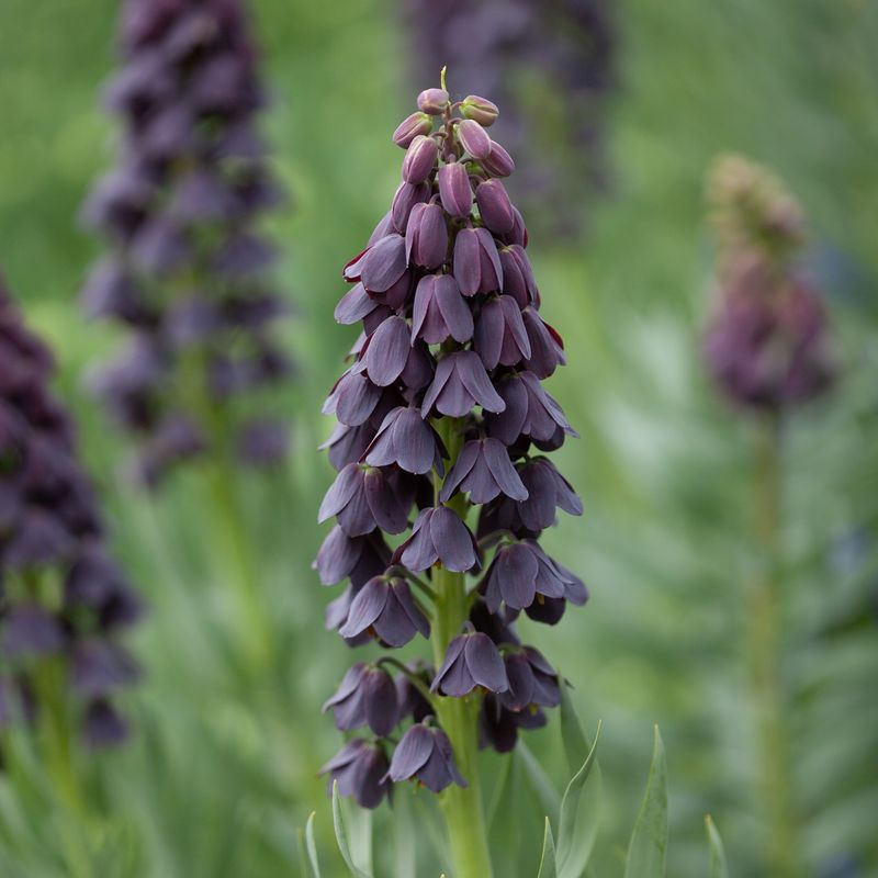 Persiakrone - Fritillaria persica - 1 stk