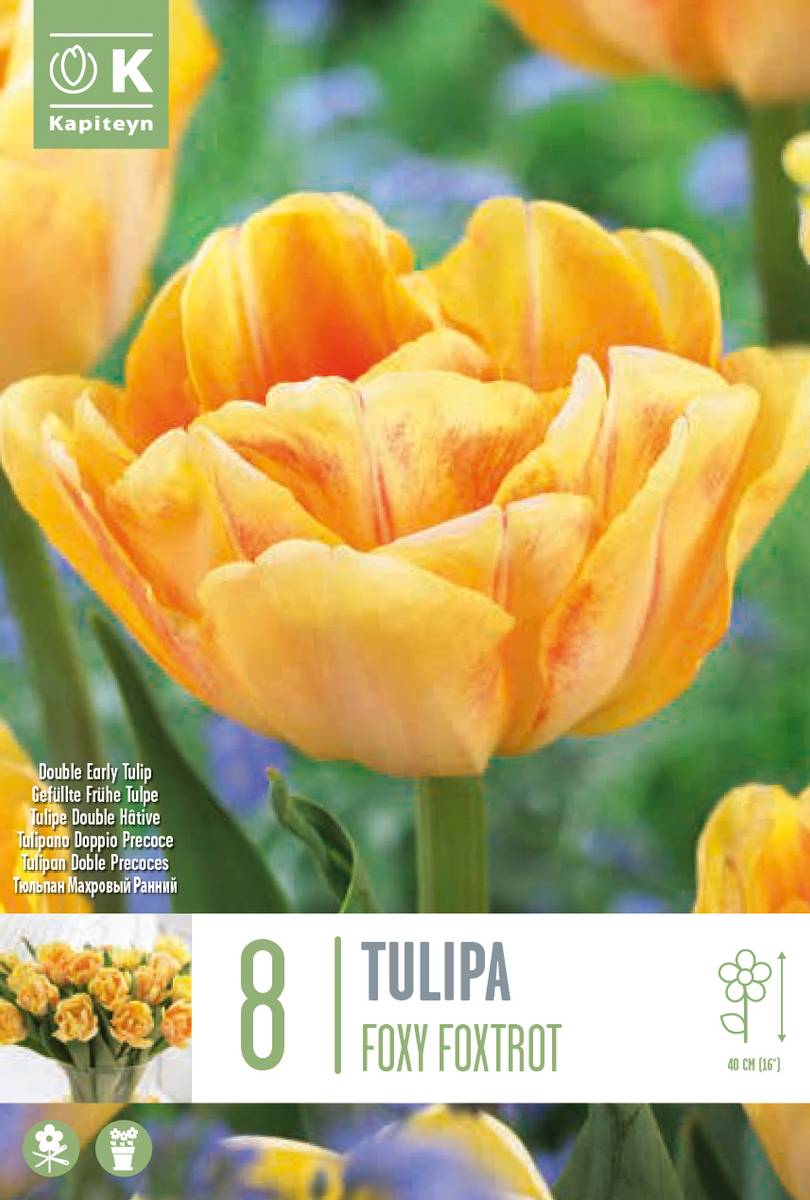 Tulipan 'Foxy Foxtrot’, sen dobbel - 8 stk