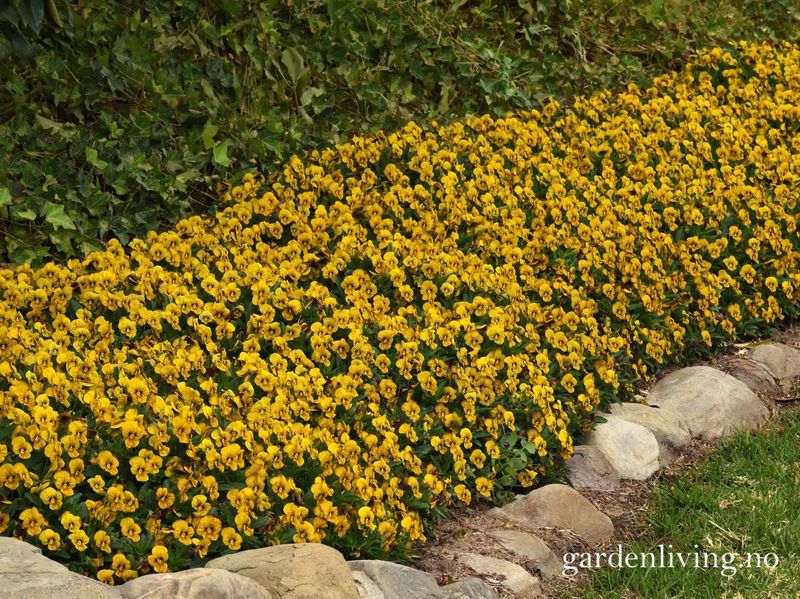 Stemorsblomst 'Sorbet Tiger Eye', småbl.  - Viola x williamsii