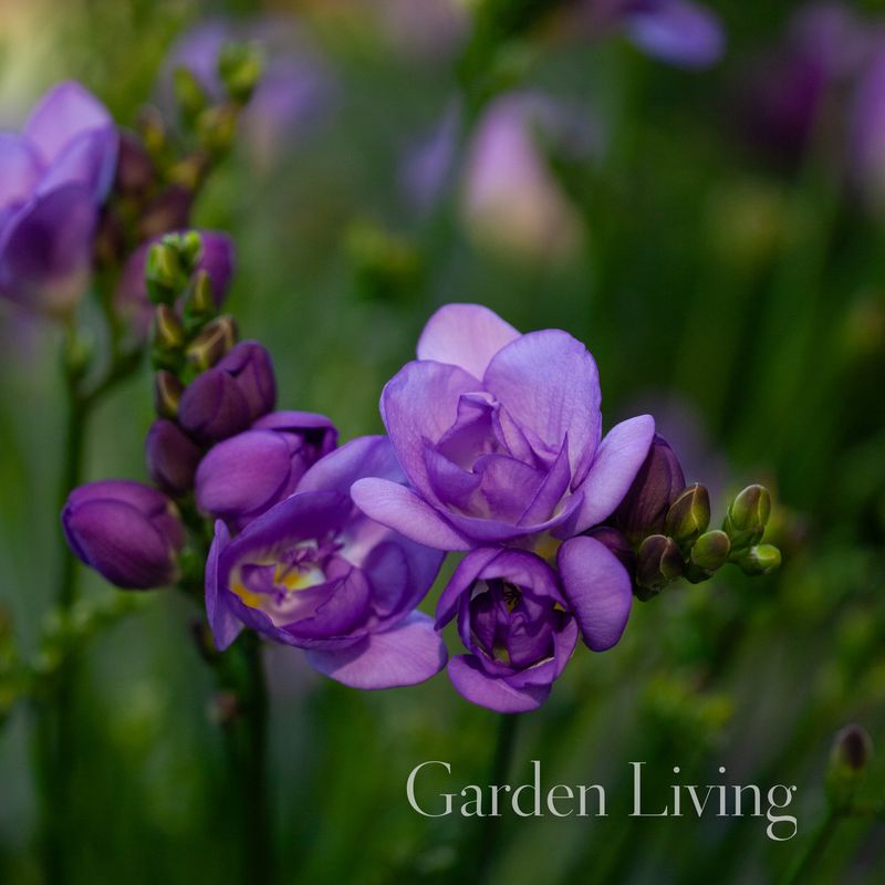 Freesia Double Blue, 15 stk.
