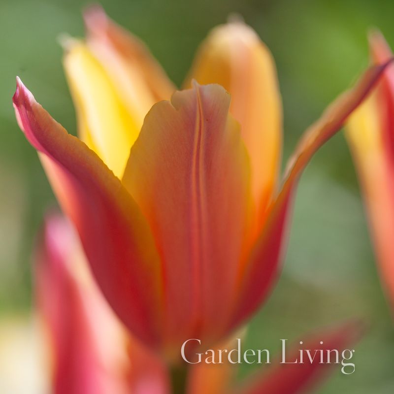 Tulipan 'Marianne', liljeblomstrende - 8 stk