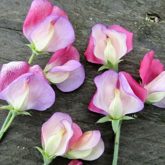 Hovedbilde Blomsterert 'Fire & Ice' - Lathyrus odoratus
