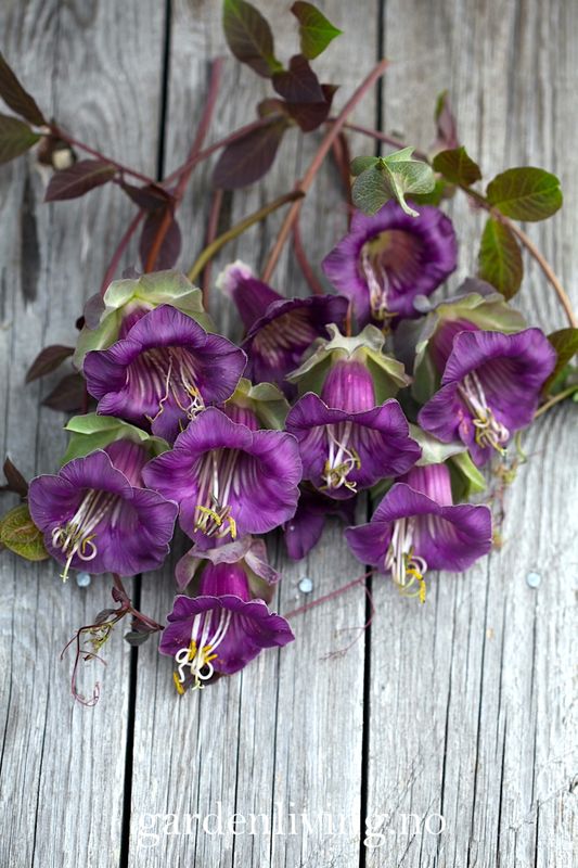 Klokkeranke - Cobaea scandens
