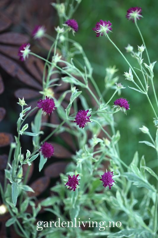 Makedoniarødknapp 'Thunder and Lightning' - Knautia macedonica