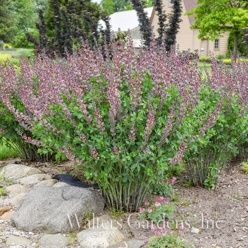 Fargeskolm 'Grape Escape' ® - Baptisia