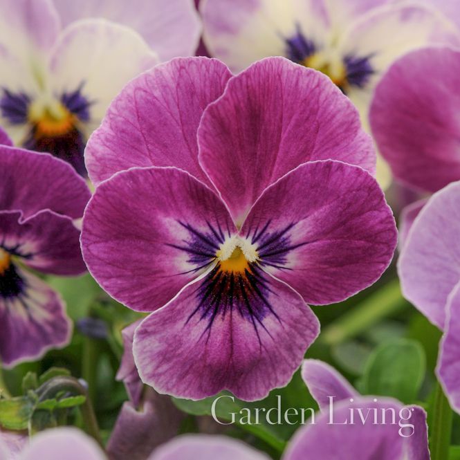 Hovedbilde Stemorsblomst 'Sorbet Raspberry' F1, småbl. - Viola x ...