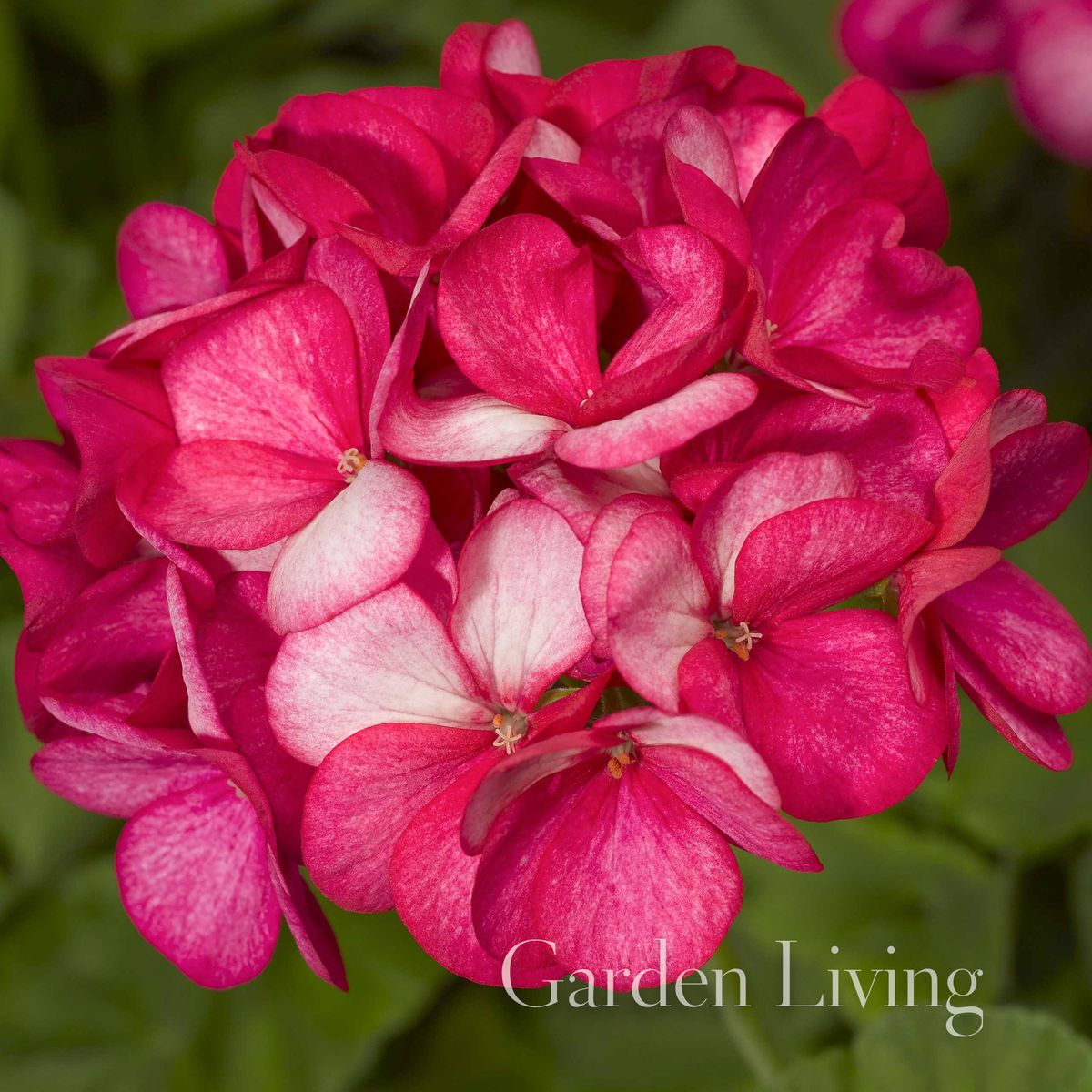 Pelargonium 'Maverick™ Violet Picotee' F1
