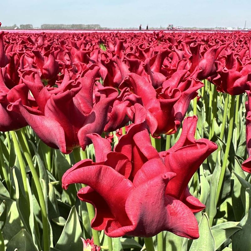 Tulipan 'Red Dress', sen enkel - 10 stk