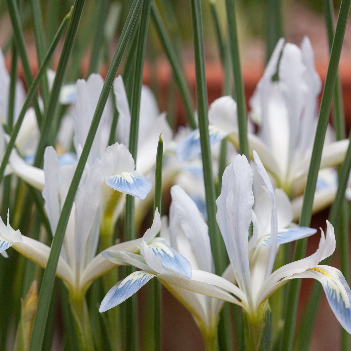 Våriris 'Frozen Planet' - Iris reticulata - 15 stk