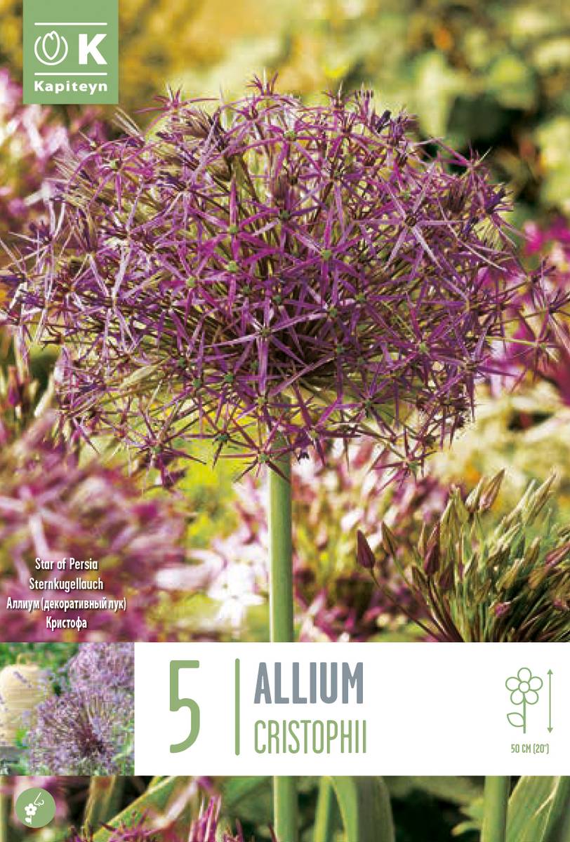 Steppeløk - Allium christophii - 5 stk