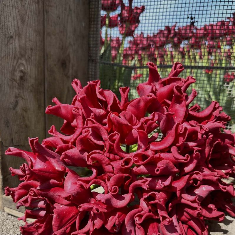 Tulipan 'Red Dress', sen enkel - 10 stk
