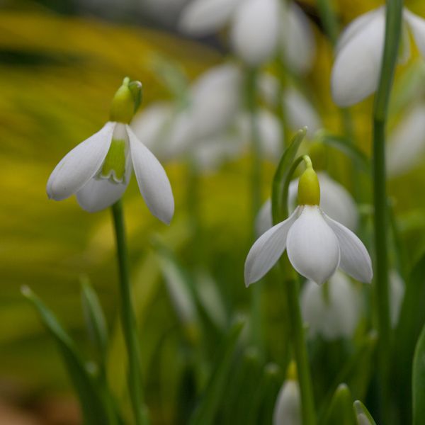 Hovedbilde Snøklokke 'Wendy's Gold' - Galanthus - 1 stk