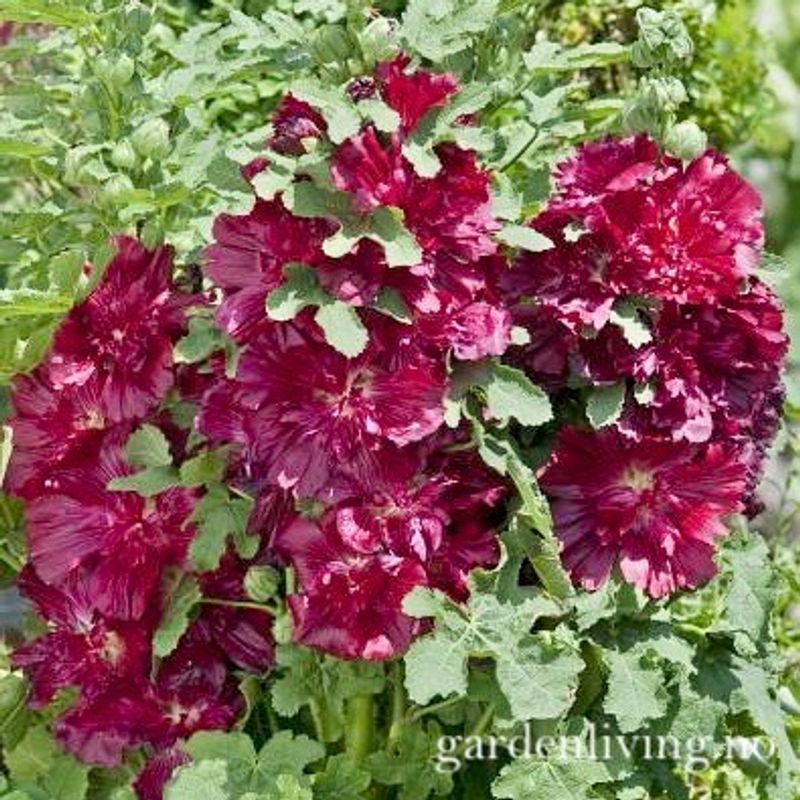 Stokkrose 'Spring Celebrities Crimson'- Alcea rosea