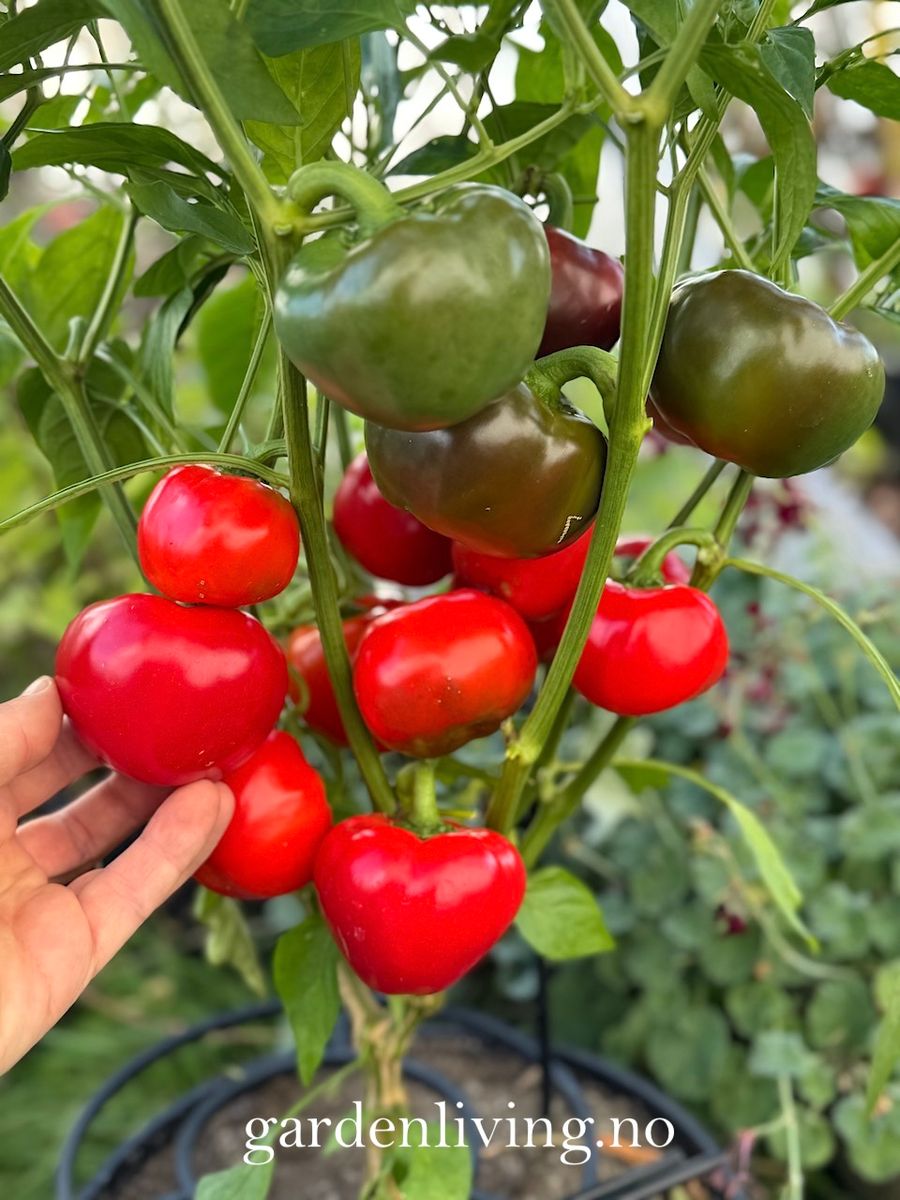 Paprika 'Topepo Rosso' - Capsicum annuum