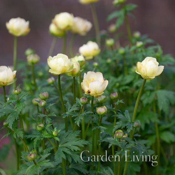 Hovedbilde Ballblom 'Alabaster' - Trollius x cultorom