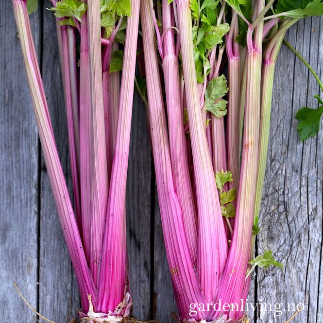 Hovedbilde Stilkselleri 'Blush' - Apium graveolens