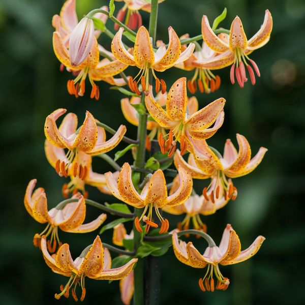 Hovedbilde Martagonlilje 'Guinea Gold' - Lilium x martagon, 2 stk.