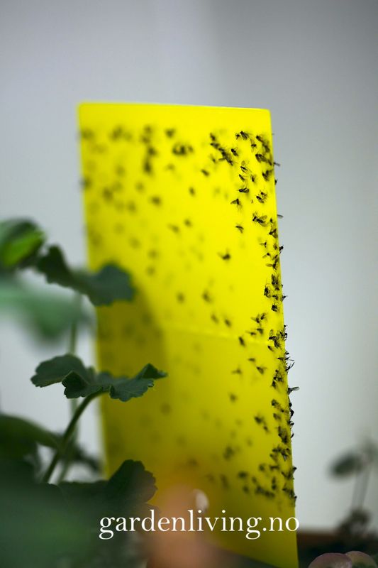 Limfelle mot flygende insekter stor - 5 stk