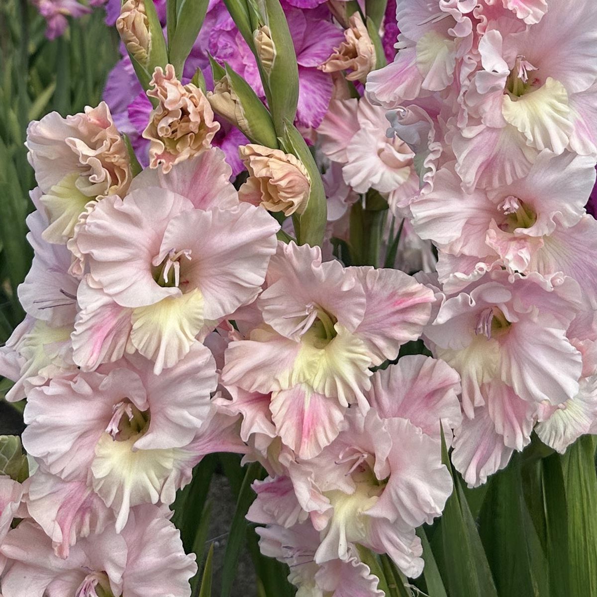 Gladiol 'Pink Lightning' - Gladiolus, 10 stk.