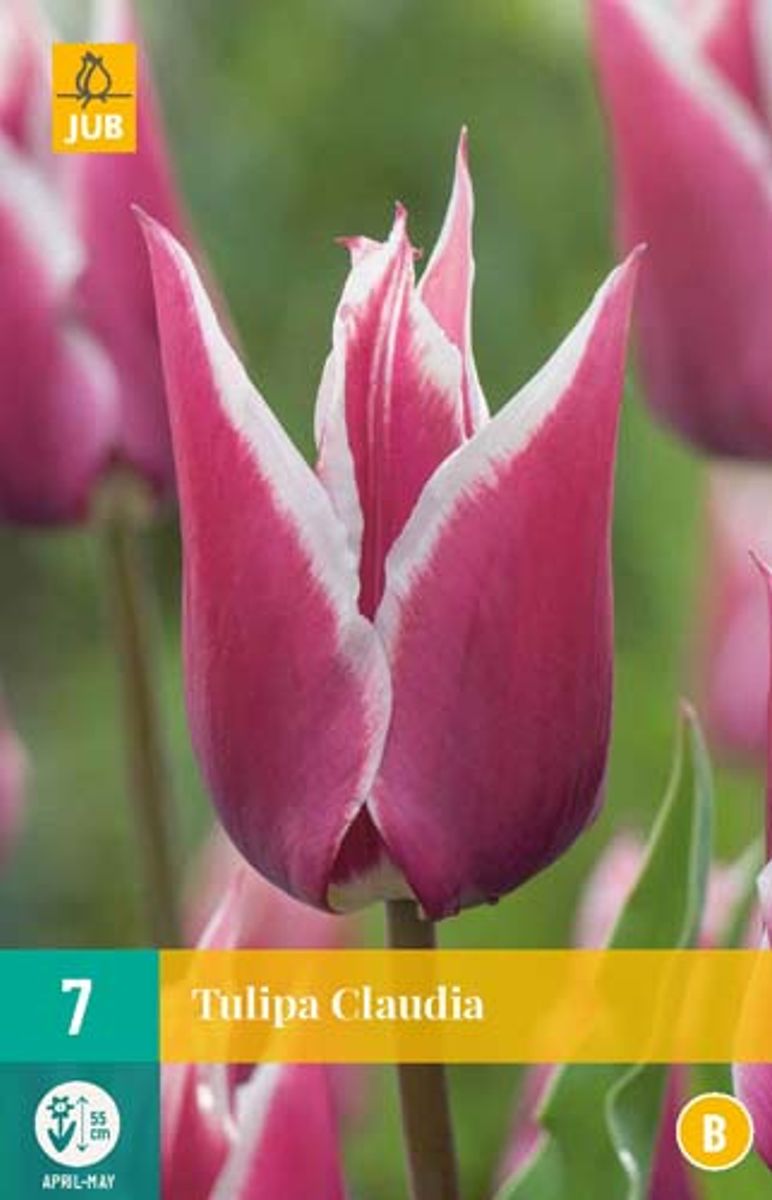 Tulipan 'Claudia', Liljeblomstrende - 7 stk
