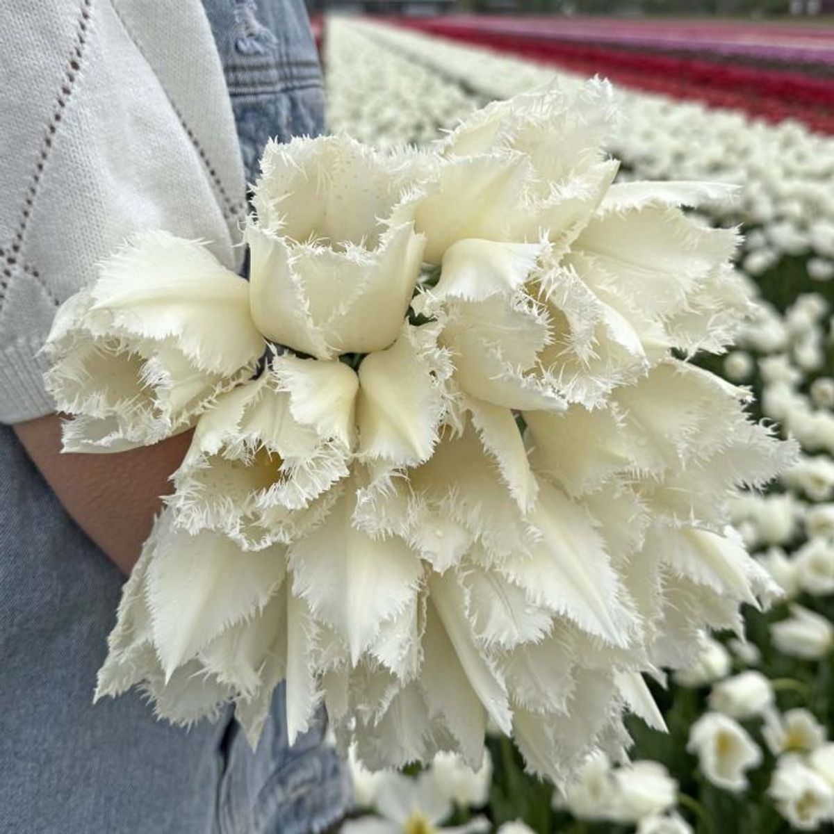 Tulipan 'Cricko', frynsetulipan - 10 stk