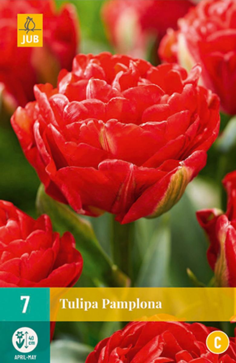 Tulipan 'Pamplona',  sen dobbel - 7 stk