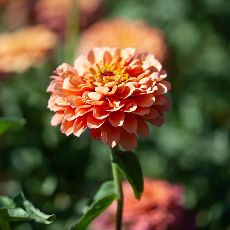 Sinnia 'Benary's Giant Salmon Rose' - Zinnia elegans