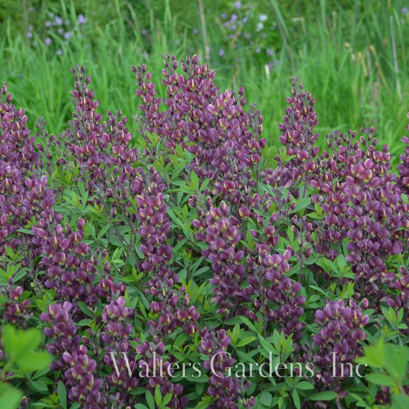 Fargeskolm 'Burgundy Blast' ® - Baptisia