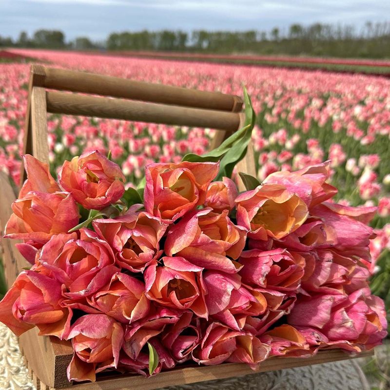 Tulipan 'Passio Sweet' - 10 stk