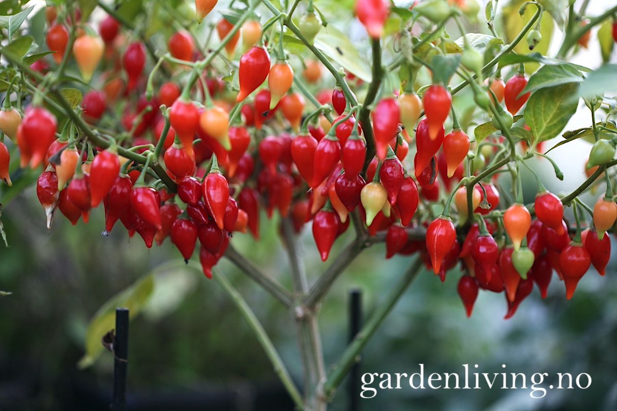 Chilipepper 'Biquinho Red' - Capsicum annuum