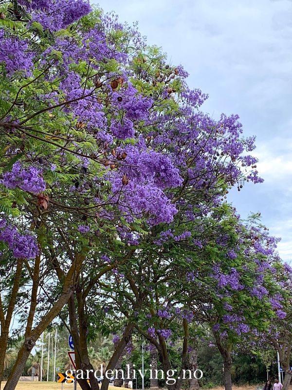 Jacaranda mimosifolia