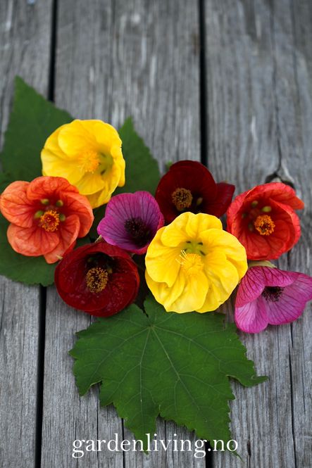 Hovedbilde Stuelønn 'Giant Flowering Mixed' - Abutilon