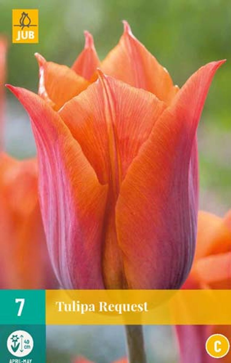 Tulipan 'Request', Triumphtulipan - 7 stk