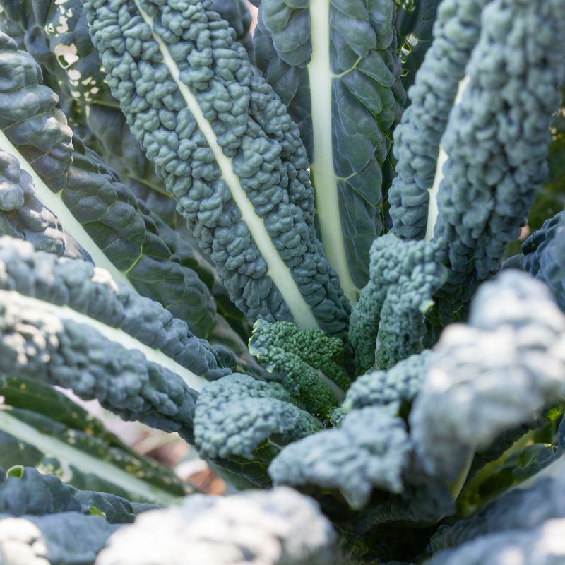 Grønnkål 'Nero di Toscana’ - Brassica oleracea 