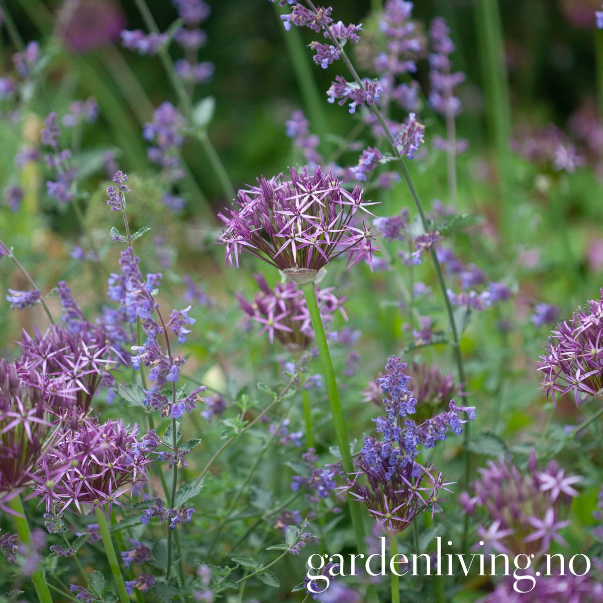 Steppeløk - Allium christophii - 5 stk